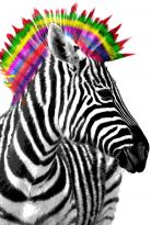 Poster Zebra Punk, Nr. 238